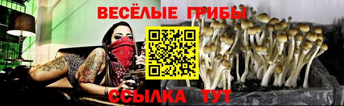 Псилоцибиновые грибы прущие грибы  Вход с VPN  сколько стоит  Сочи 